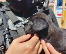 Em Cascavel, agentes do SOE homenageiam criança protetora dos animais e são homenageados pelo garoto