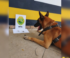 Cães do BPRv protagonizam apreensões de drogas no litoral durante Verão Consciente
