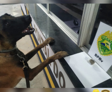 Cães do BPRv protagonizam apreensões de drogas no litoral durante Verão Consciente