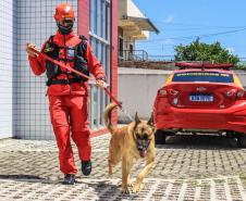 Primeiro grupo de bombeiros paranaenses e cães de faro viaja para Petrópolis