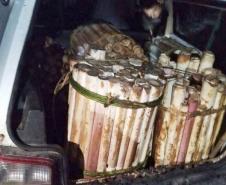 Denúncia via 181 leva à prisão suspeito de transporte de palmito ilegal no litoral do Estado