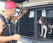 Cães da Polícia Rodoviária Estadual ajudam a garantir Carnaval mais seguro no Litoral