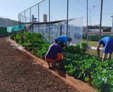  Projeto Semear, da Polícia Penal, fornece produtos orgânicos a escola de Foz do Iguaçu