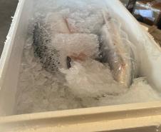 PMPR recupera carga de salmão roubada em Santa Catarina e prende nove pessoas em Curitiba