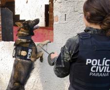 Ações com cães policiais da PCPR resultam na apreensão de 87% mais armas em 2023