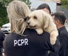 Abril Laranja: PCPR reforça importância do combate aos maus-tratos aos animais