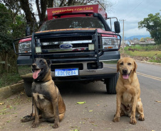 Paraná sedia pela 1ª vez Certificação Nacional de Cães de Busca e Resgate