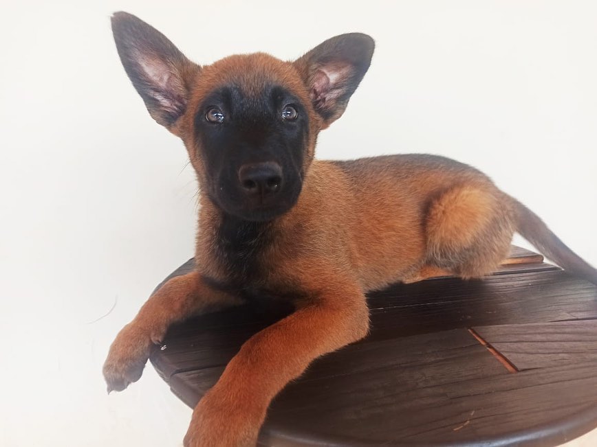 Canil do BOPE distribui filhotes para canis de unidades do Interior do estado