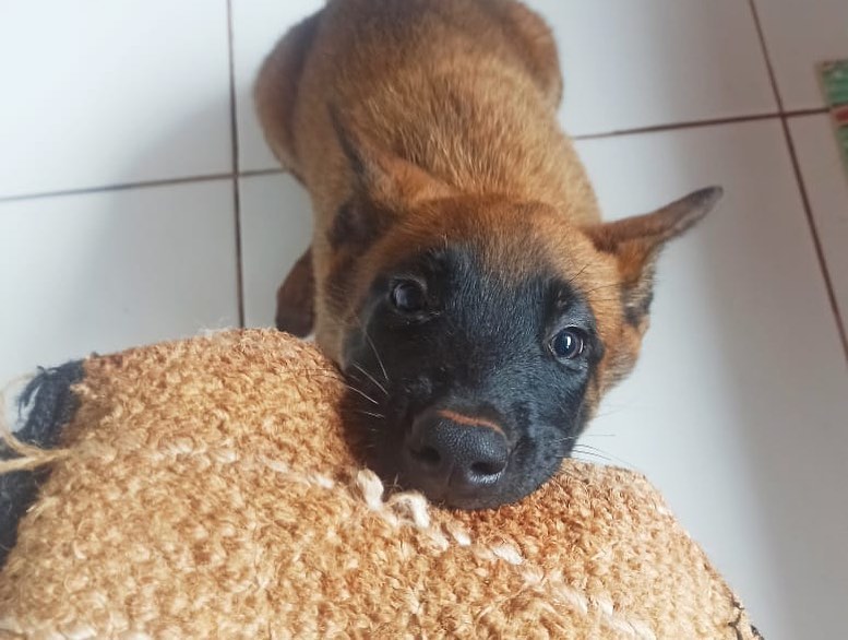 Canil do BOPE distribui filhotes para canis de unidades do Interior do estado