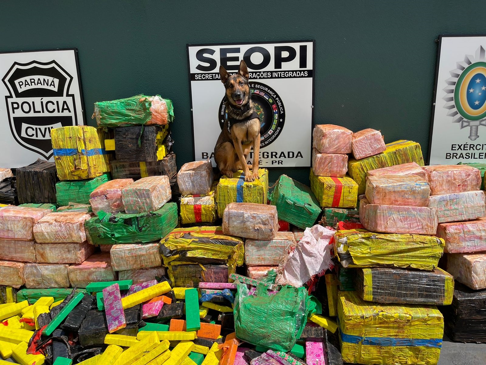 Drogas apreendidas em Santo Inácio e cão farejador