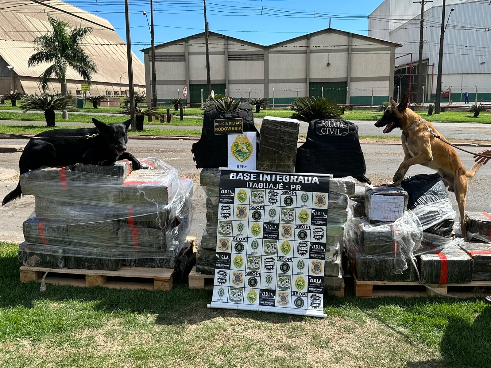 Cão farejador auxilia na apreensão de 1,4 tonelada de maconha