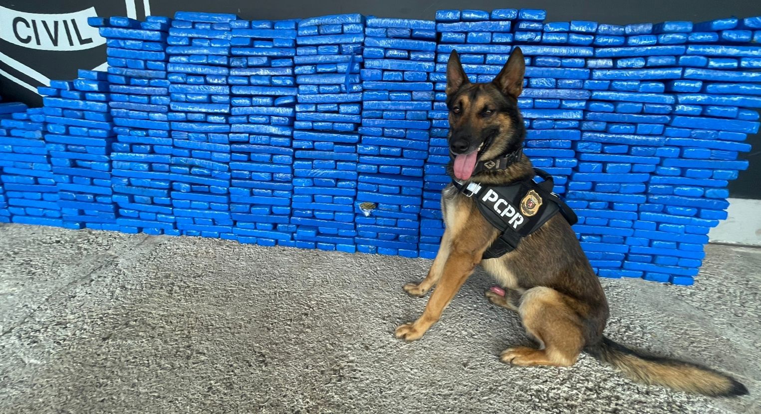  PCPR apreende 1 tonelada de maconha em Pato Branco 