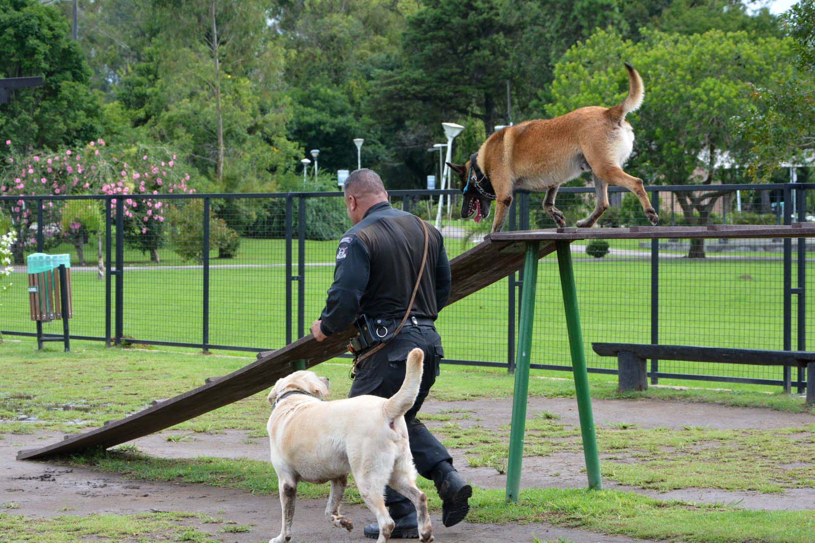 1ª Cãominhada das Forças Policiais vai movimentar São José dos Pinhais no domingo