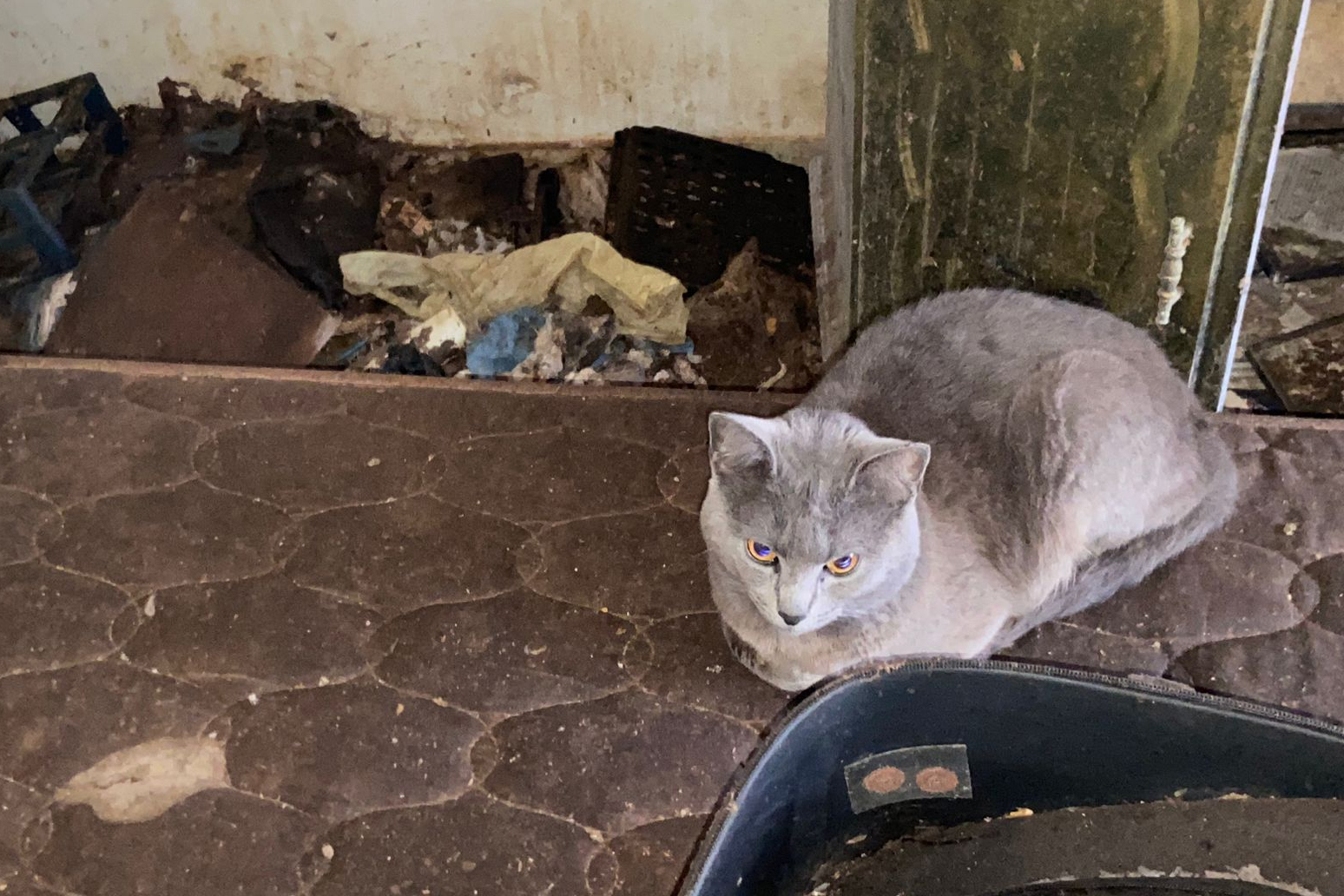 PCPR resgata 17 animais que sofriam maus-tratos em casa na Cidade Industrial de Curitiba