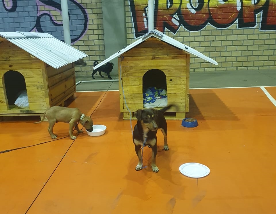 Casinhas feitas em penitenciária do Paraná vão ajudar a abrigar animais resgatados no RS