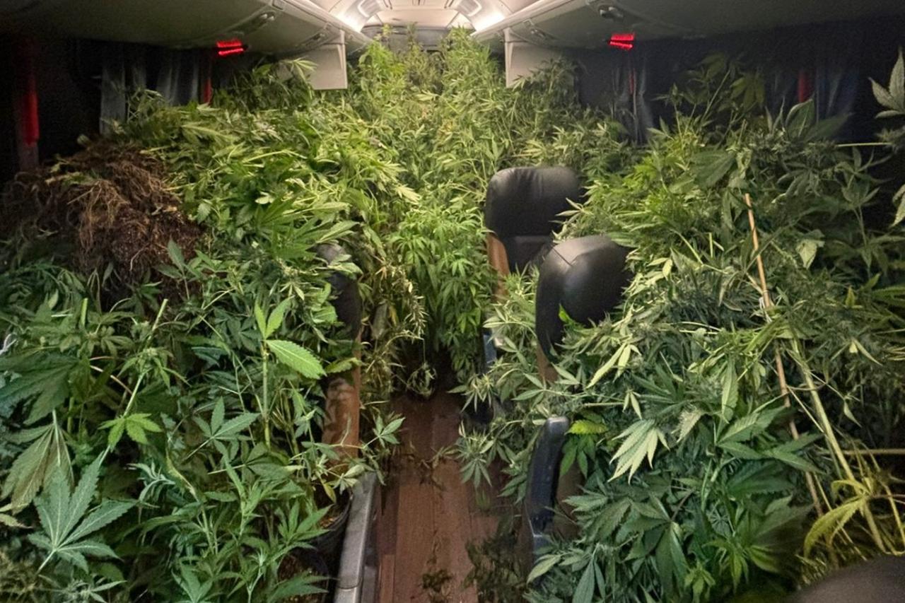 Polícia Militar desmantela estufa de maconha em Campina Grande do Sul