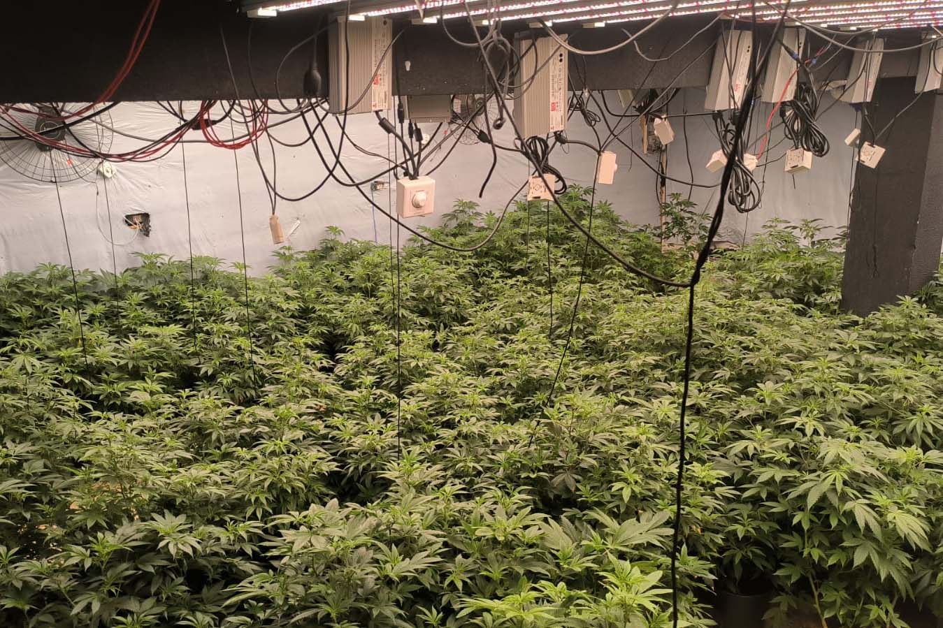 PMPR encontra 430 pés de maconha em quatro estufas em Maringá