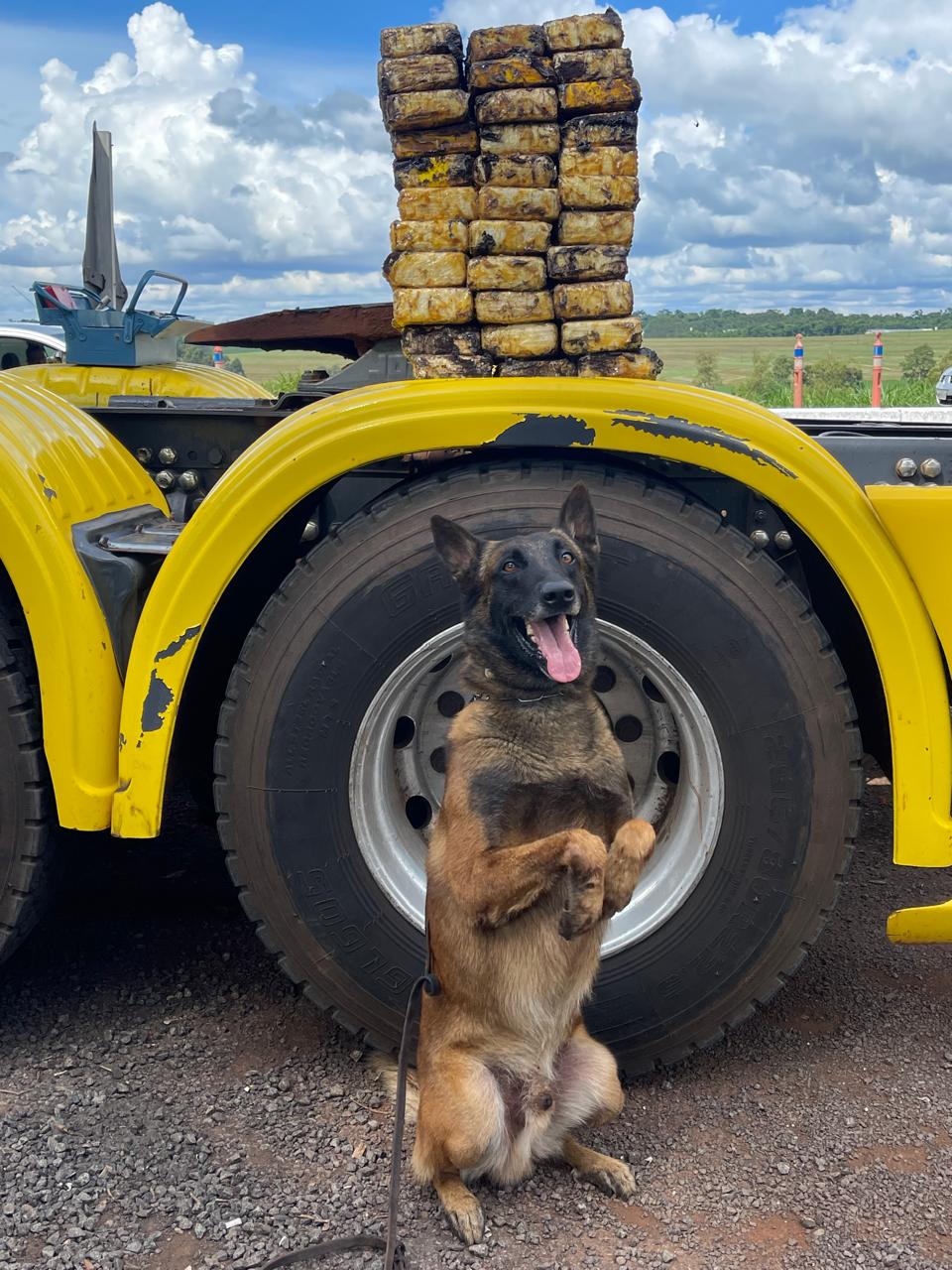 Cão Logan, da Polícia Penal, encontra entorpecentes escondidos em carreta