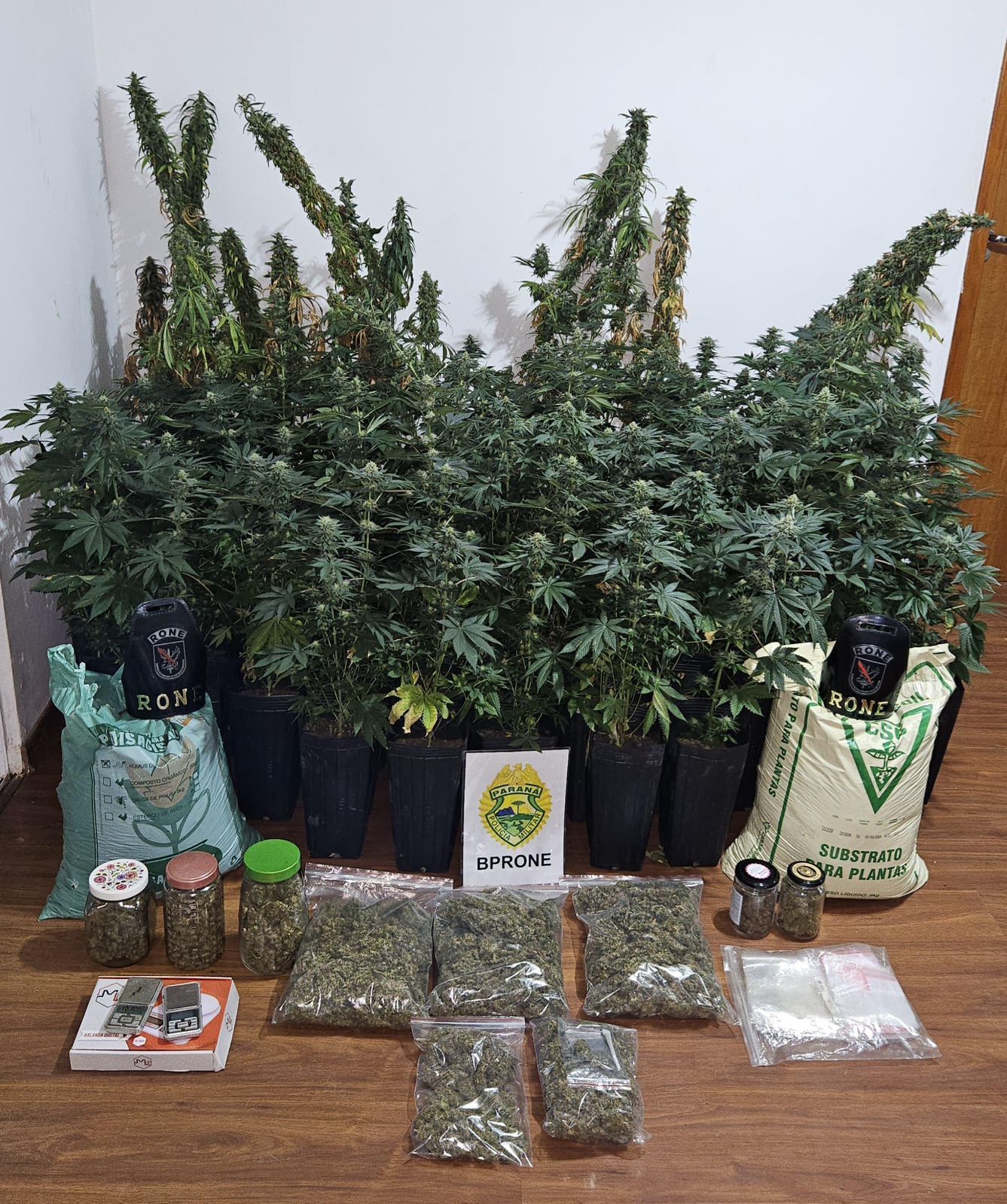 PMPR apreende estufa de maconha no bairro Colombo