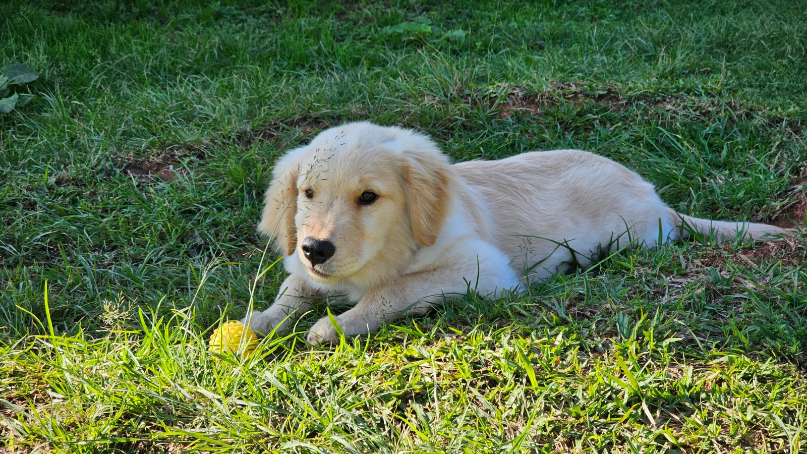 PMPR inicia projeto de terapia com cães para crianças com Transtorno do Espectro Autista