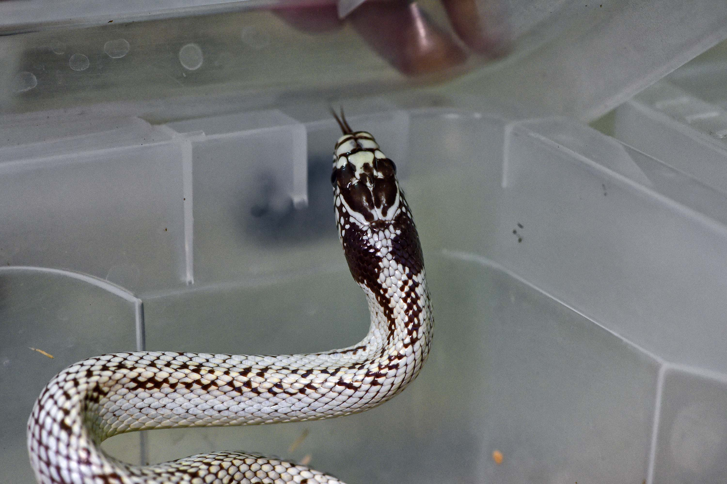 Cobra-rei (Lampropeltis getula) – são encontradas na região entre o Canadá ao Equador. Os adultos geralmente variam em comprimento de 1 metro a 1,5 metro, mas alguns podem passar dos 2 metros. A alimentação inclui pequenos mamíferos, pássaros, lagartos, anfíbios e ovos de pássaros.