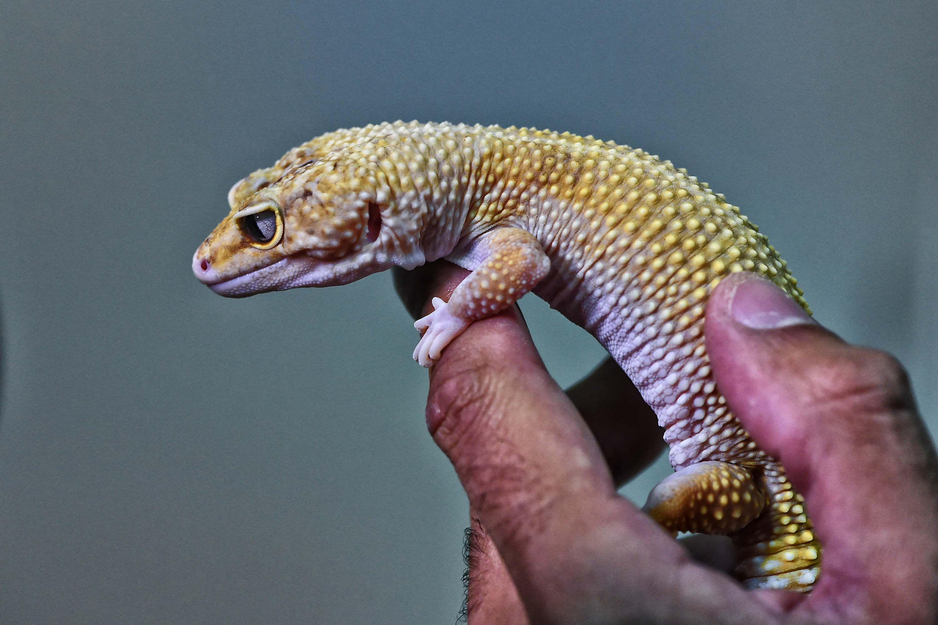 Gecko-leopardo (Eublepharis macularius) – originário do sudeste asiático, podem ter até 25 centímetros de comprimento, incluindo a cauda. O corpo é cilíndrico e compacto e ligeiramente achatado na parte superior. Têm uma cabeça proeminente e olhos grandes dispostos lateralmente. A cor natural dos olhos é de castanho-amarelado até dourado e a pupila não se fecha completamente, ficando uma pequena fresta sempre aberta.