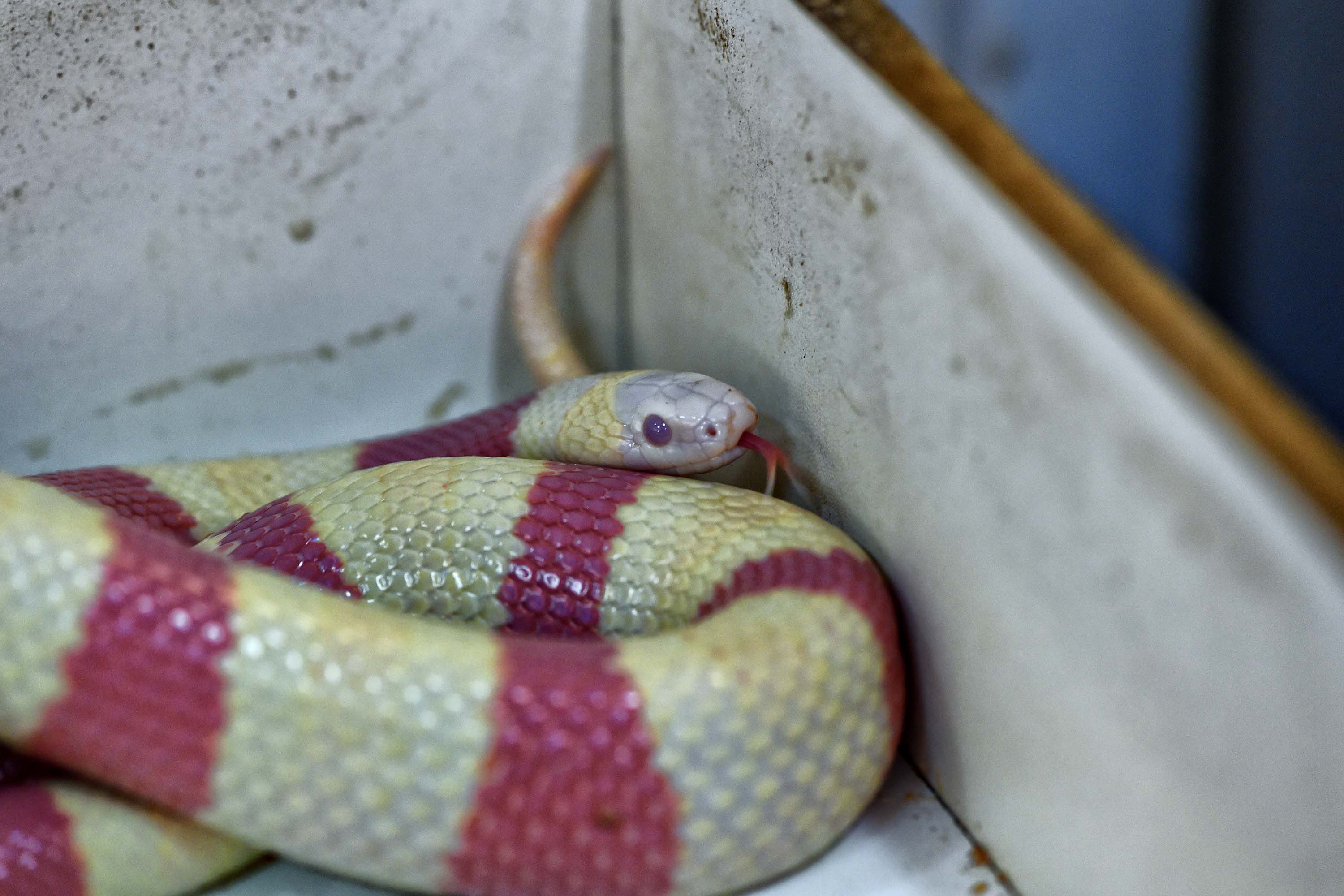 Milk snake (Lampropeltis triangulum) – serpentes de menor porte, atingindo em média 60 a 90 cm de comprimento e 225 gramas. Espécie exótica, de áreas temperadas e tropicais da América do Norte e Central. Se alimentam de pequenos roedores, aves, répteis, anfíbios e até peixes e insetos.