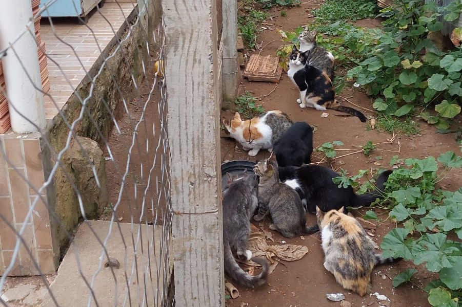 PCPR indicia dois homens por maus-tratos contra 12 gatos em Teixeira Soares