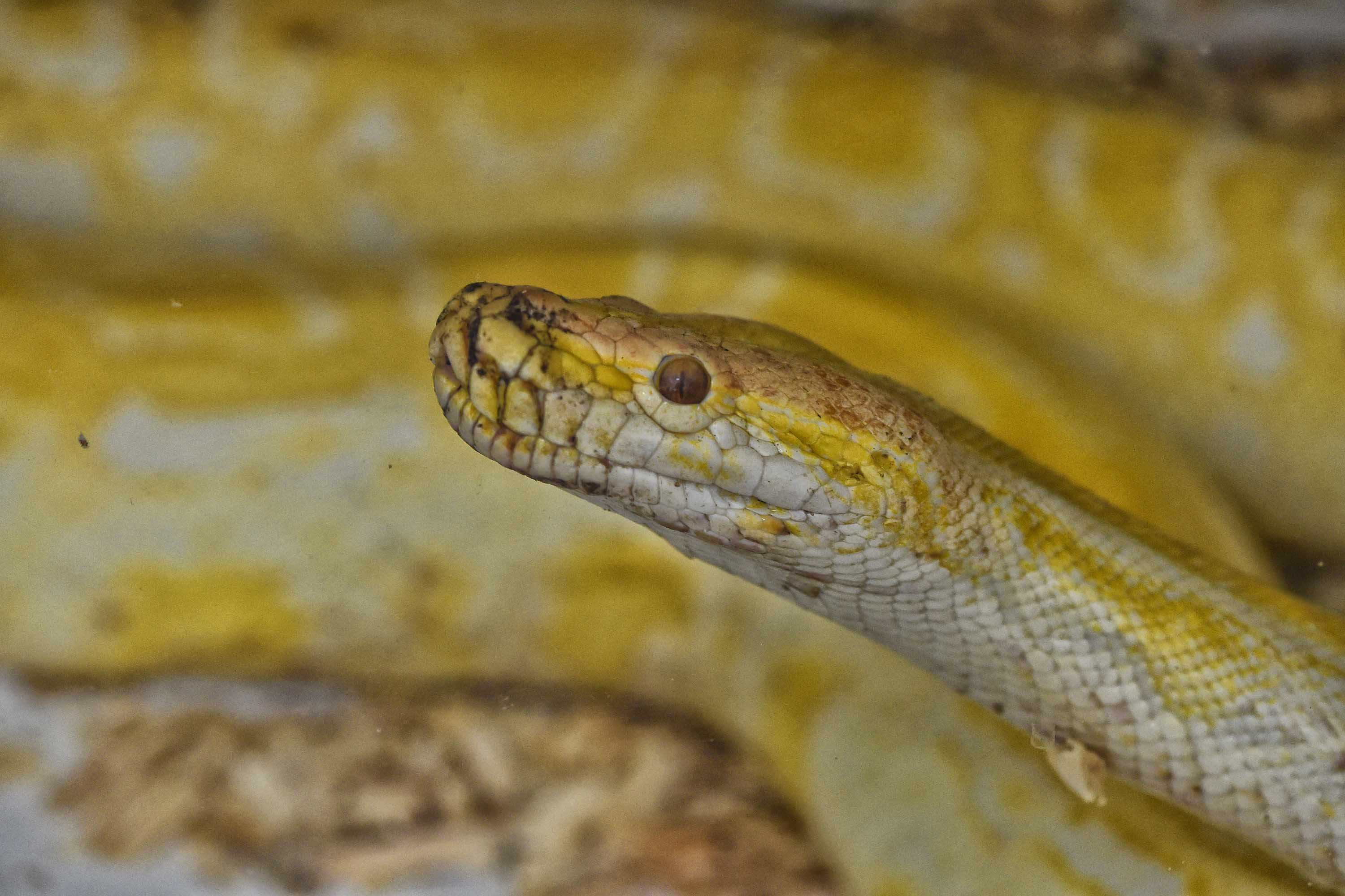 IAT avalia animais apreendidos em megaoperação da PCPR: veja as espécies exóticas