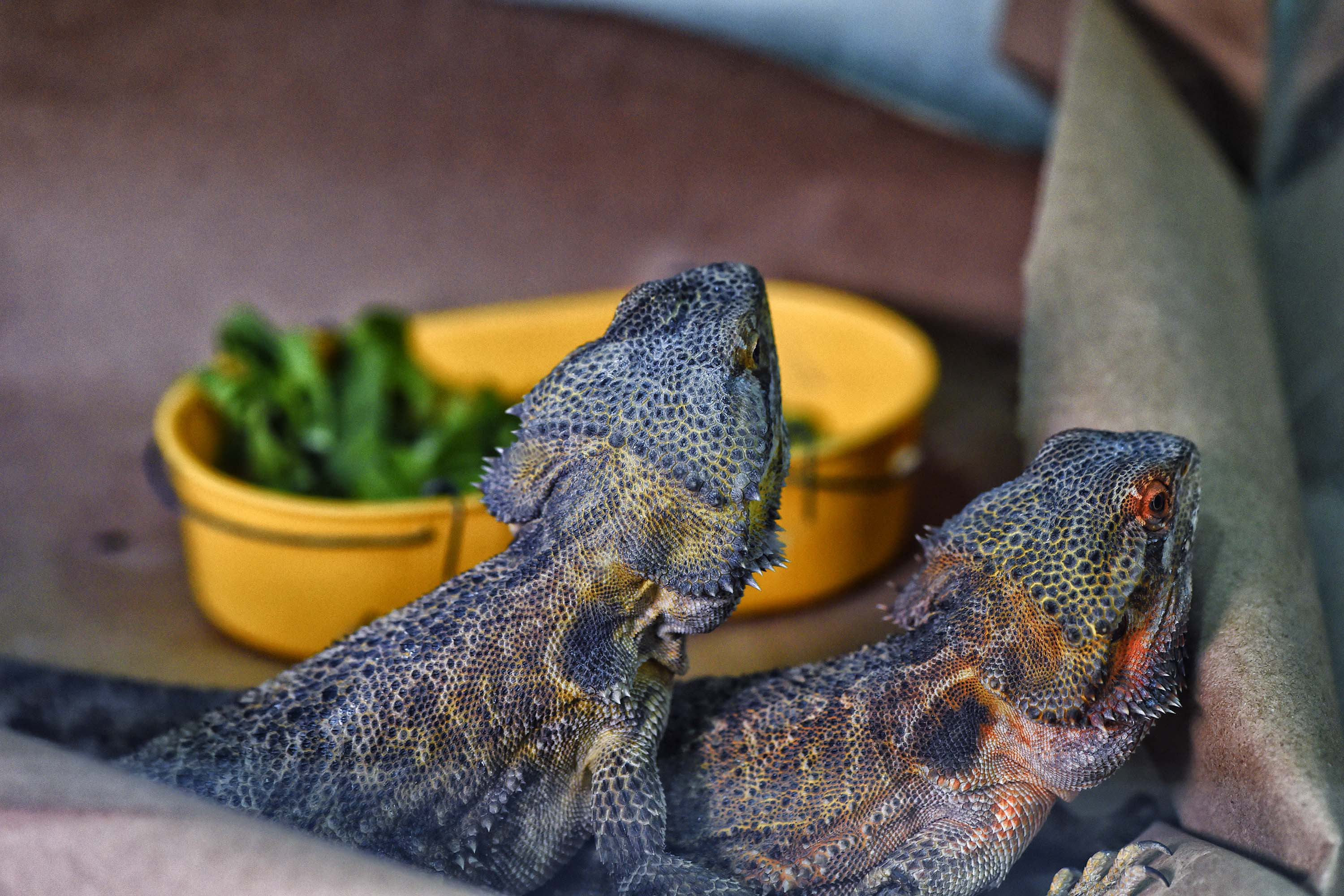 Dragão barbudo (Pogona vitticeps) – espécie de lagarto originária da Austrália. Adultos podem alcançar de 40cm a 60 cm de comprimento, incluindo a cauda. Seu nome vem da barba de espinhos que circunda o pescoço. A coloração varia do marrom ao dourado, com manchas mais claras e escuras que ajudam na camuflagem no ambiente natural.