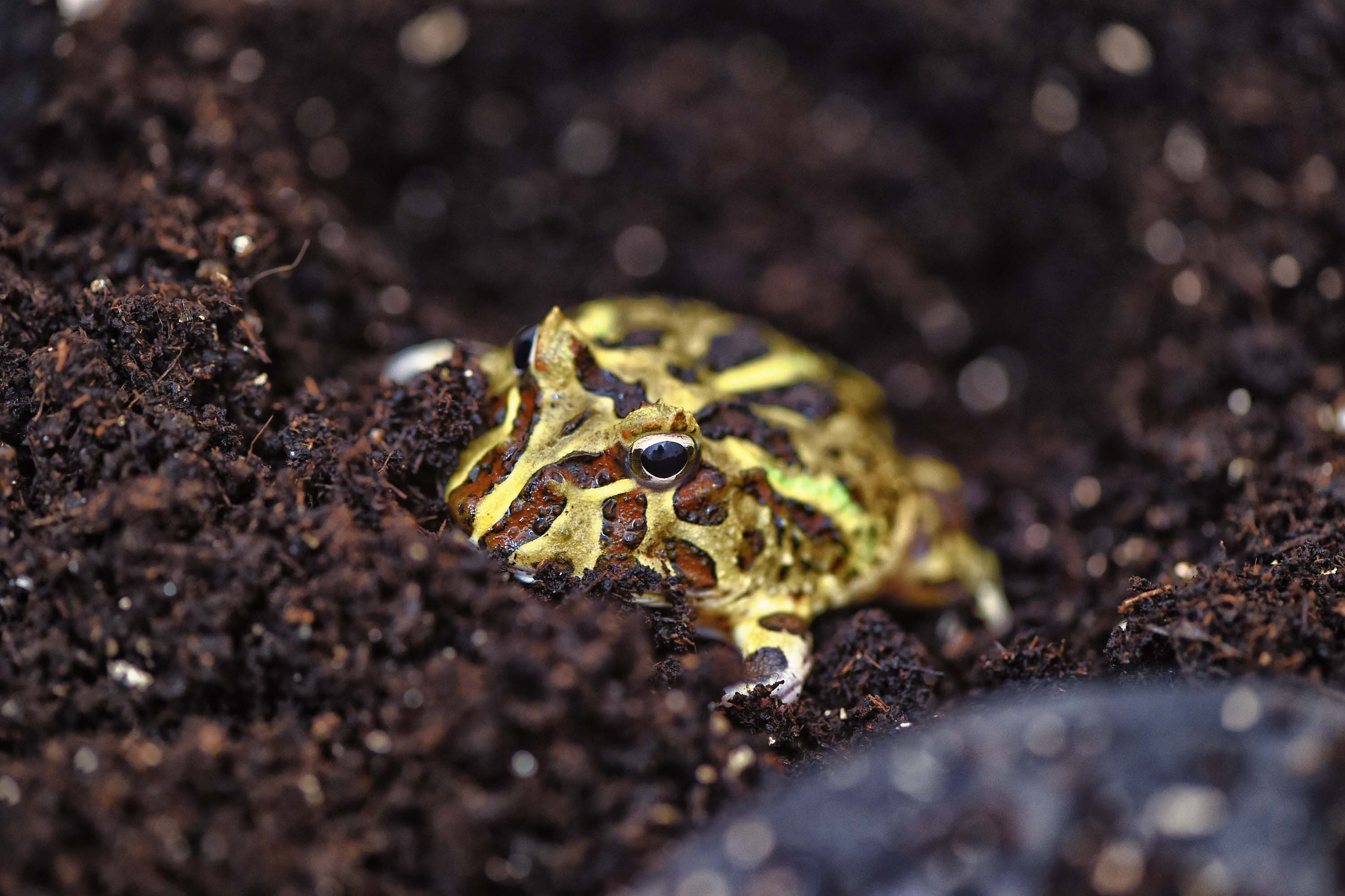 Sapo Pac-Man (Ceratophrys cranwelli) – animais nativos de florestas tropicais da América do Sul. Possuem projeções características na cabeça como chifres, podendo ser conhecidos como sapos-de-chifre, mas o nome popular pacman se deve à sua aparência arredondada e grande boca e apetite que associam ao famoso jogo do Pacman. A coloração selvagem é verde com marcações marrons. Se alimentam de invertebrados e pequenos vertebrados na natureza, como roedores, répteis e outros anfíbios. Os machos chegam a 10 cm de