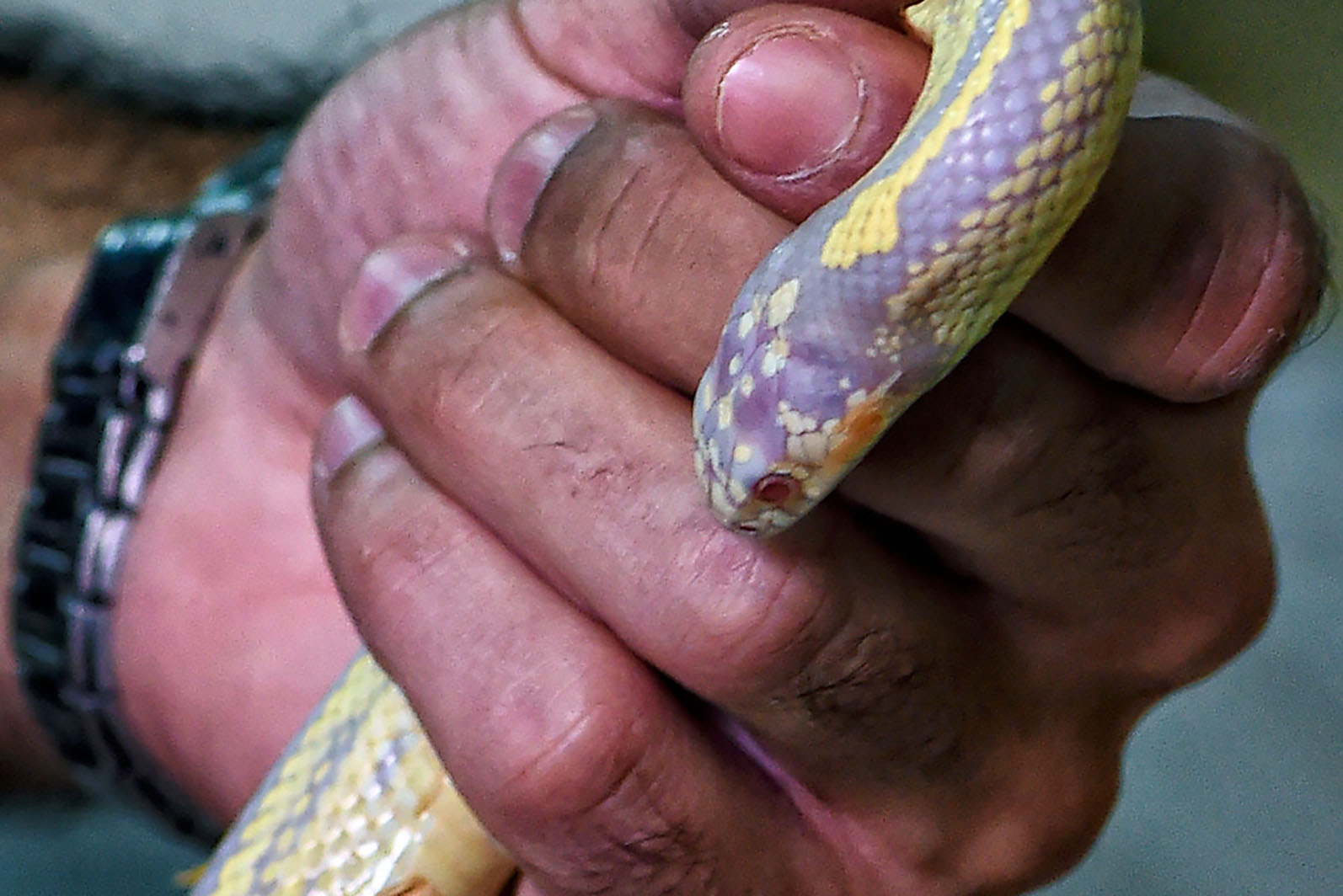 Corn snake (Pantherophis guttatus) – espécie norte-americana que se alimenta de camundongos e ratos que comem o milho armazenado. Adultas tem um comprimento entre 60 centímetros e 1,80 metro. Na natureza, geralmente vivem cerca de 6 a 8 anos.