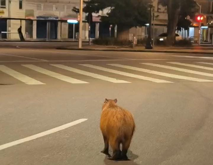 PMPR e Corpo de Bombeiros resgatam capivara em área central de Curitiba
