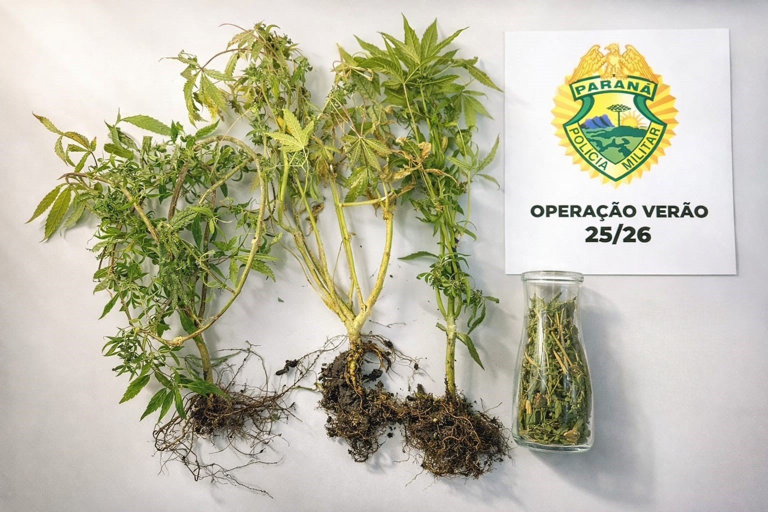 PMPR apreende plantas de maconha e prende responsável por cultivo ilegal na Ilha do Mel