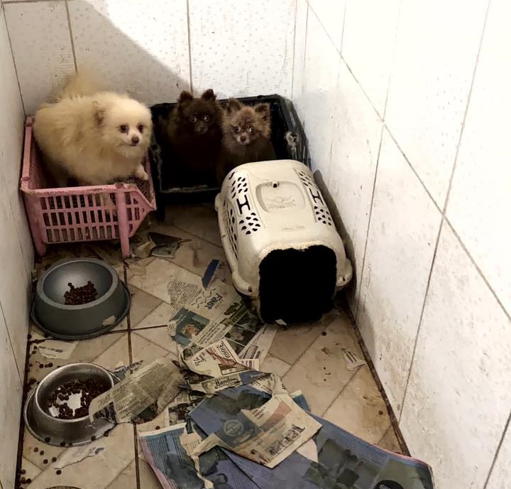 PCPR e PCIPR resgatam 50 cães em situação de maus-tratos em Piraquara