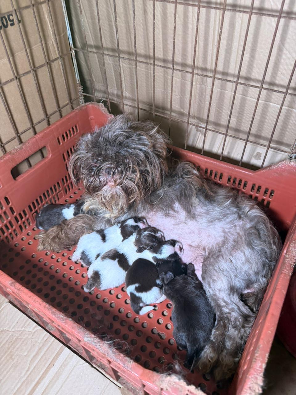 PCPR prende mulher em flagrante e resgata 80 animais em situação de maus-tratos em Curitiba