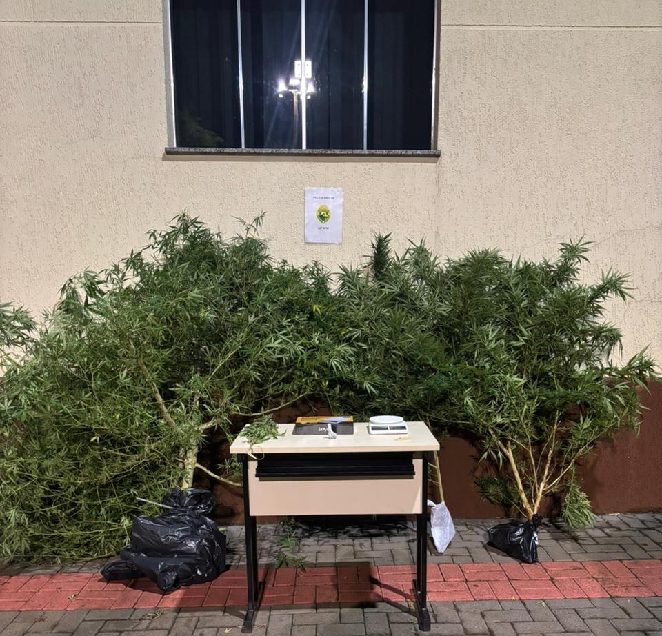 PMPR prende homem por tráfico de drogas e apreende pés de maconha em residência em Pitanga