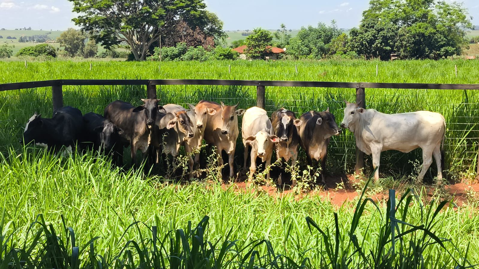 PMPR recupera 10 cabeças de gado furtadas e detém cinco suspeitos no Noroeste do Estado