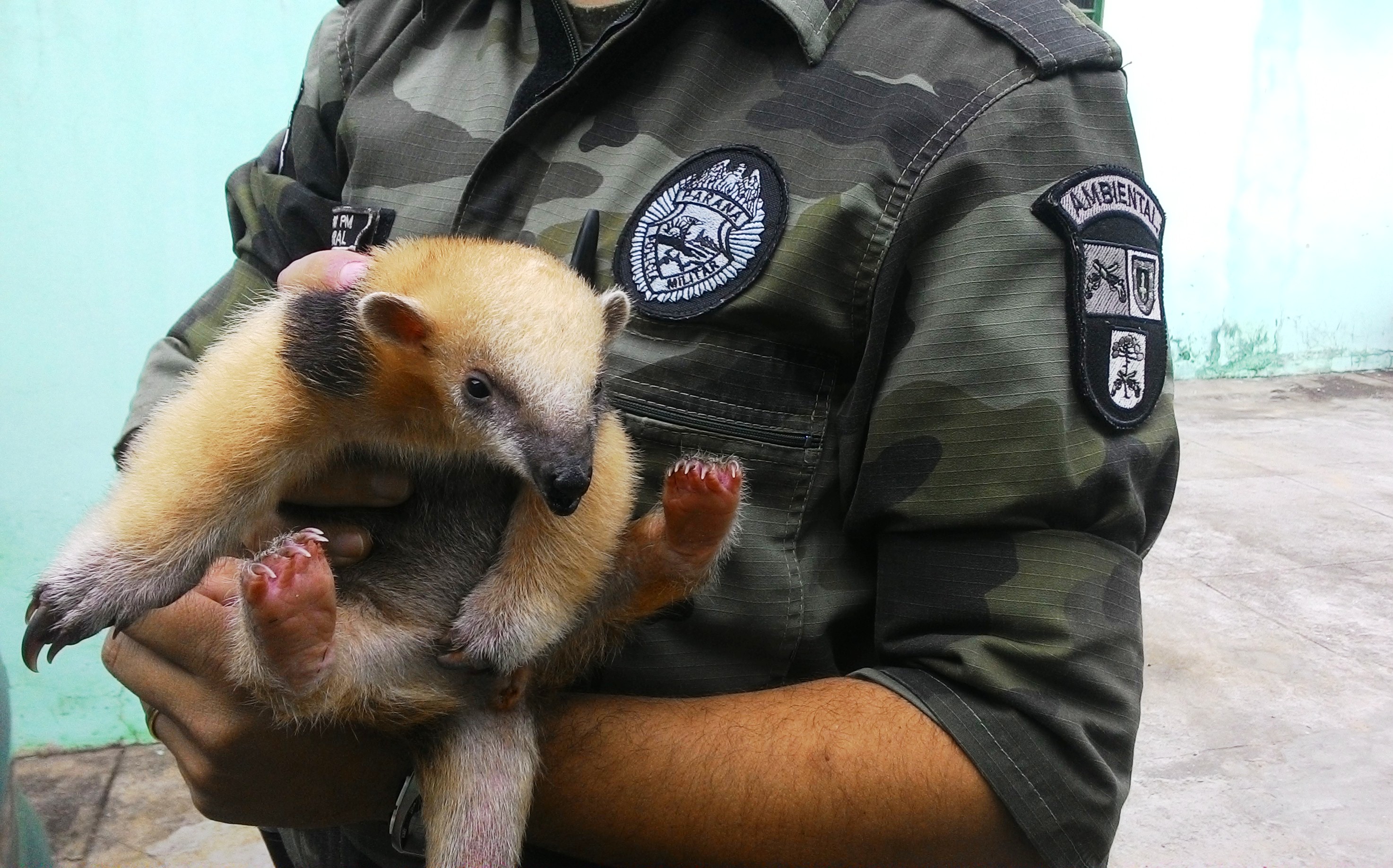 Policiais ambientais resgatam filhote de tamanduá-mirim na região Noroeste do estado