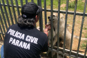 PCPR fecha canil clandestino e resgata cinco cães em Curitiba