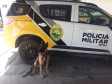 Equipe Canil da Polícia Rodoviária Estadual apreende maconha em duas abordagens no Litoral