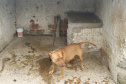  Polícia Civil resgata mais cães na casa do treinador preso em rinha