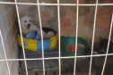 PCPR fiscaliza maus tratos a animais em Guaratuba