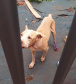 BPAmb-FV resgata dois cães abandonados em um terreno em Foz do Iguaçu, no Oeste do estado