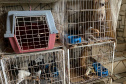 PCPR resgata mais de 50 cães de raça em condições de maus-tratos