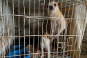 PCPR resgata mais de 50 cães de raça em condições de maus-tratos