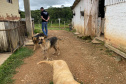 PCPR resgata mais de 50 cães de raça em condições de maus-tratos