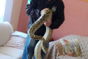  PCPR apreende duas cobras e autua homem na RMC 
