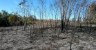 Incêndios ambientais crescem 33% no Paraná no 1.º trimestre
