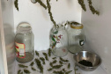 PCPR localiza laboratório de beneficiamento de maconha em Ponta Grossa